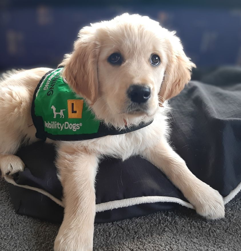 Mobility Assistance Dogs Trust